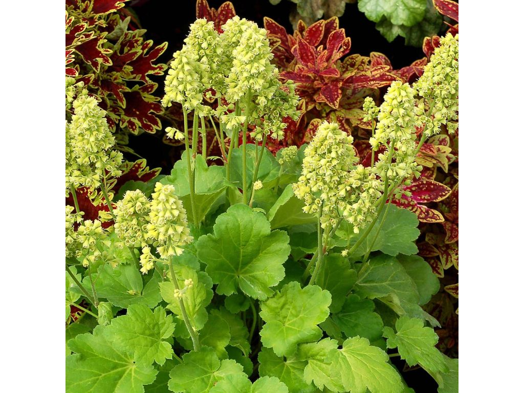Trvalky Heuchera Blondie in Lime(3)