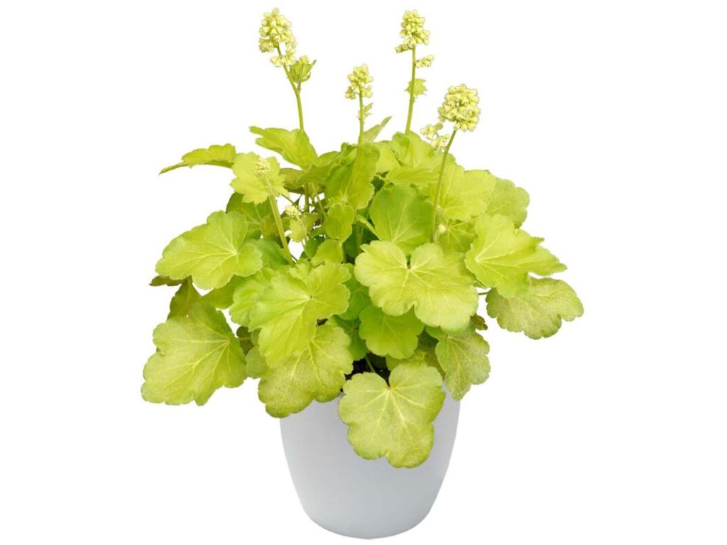 Trvalky Heuchera Blondie in Lime(4)