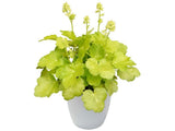 Trvalky Heuchera Blondie in Lime(4)