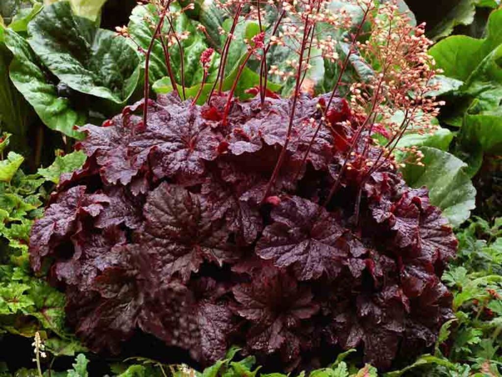 Trvalky Heuchera Cajun Fire(1)