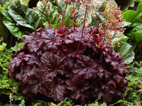 Trvalky Heuchera Cajun Fire(1)