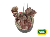 Trvalky Heuchera Cajun Fire(5)