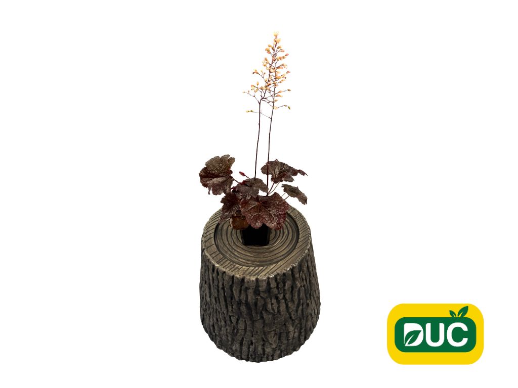 Trvalky Heuchera Cajun Fire(2)
