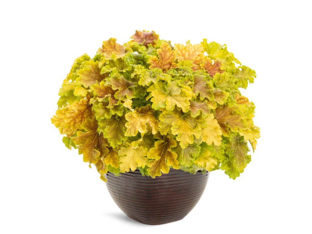 Trvalky Heuchera Dolce Apple Twist(1)