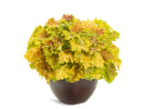 Trvalky Heuchera Dolce Apple Twist(1)
