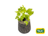 Trvalky Heuchera Dolce Apple Twist(2)