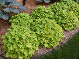 Trvalky Heuchera Dolce Apple Twist(3)