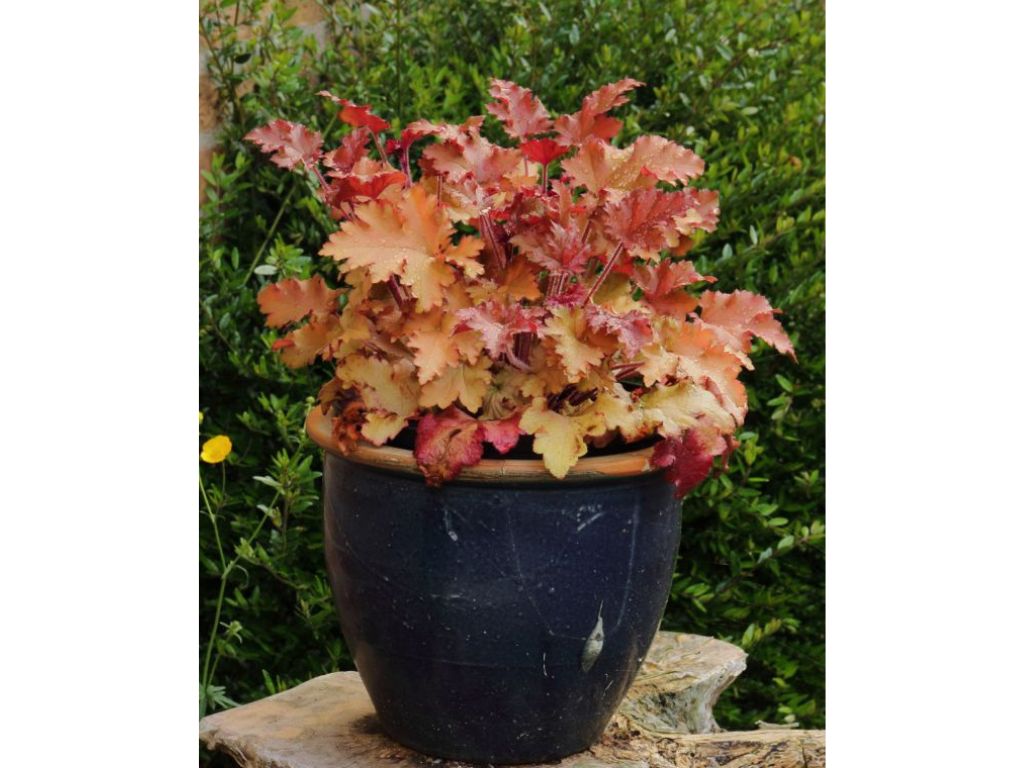 Trvalky Heuchera Heuchera Marmalade(3)