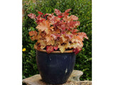 Trvalky Heuchera Heuchera Marmalade(3)