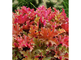 Trvalky Heuchera Heuchera Marmalade(4)