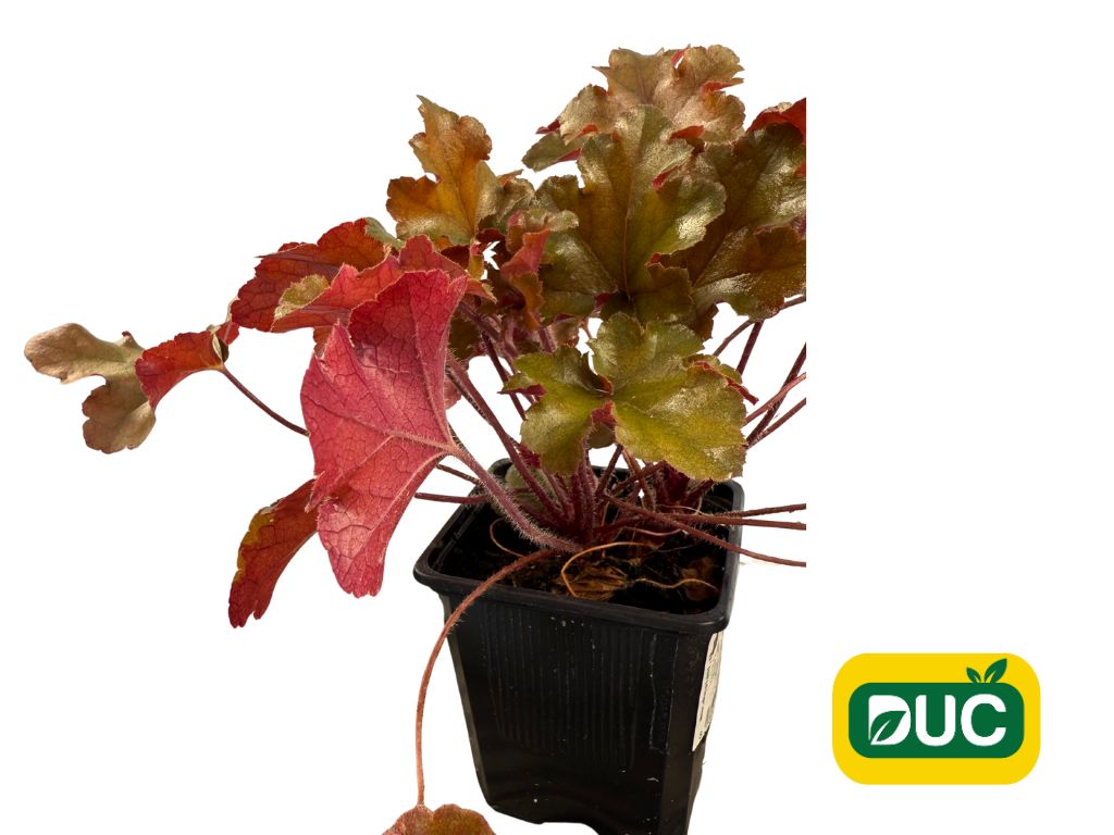 Trvalky Heuchera Heuchera Marmalade(5)