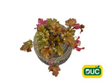 Trvalky Heuchera Heuchera Marmalade(2)