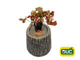 Trvalky Heuchera Heuchera Marmalade(6)