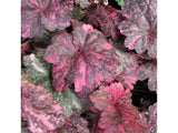 Trvalky Heuchera Midnight Rose Select(3)