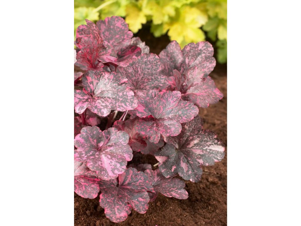 Trvalky Heuchera Midnight Rose Select(4)