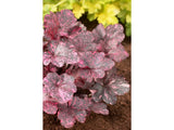 Trvalky Heuchera Midnight Rose Select(4)