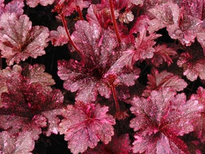 Trvalky Heuchera Midnight Rose Select(1)