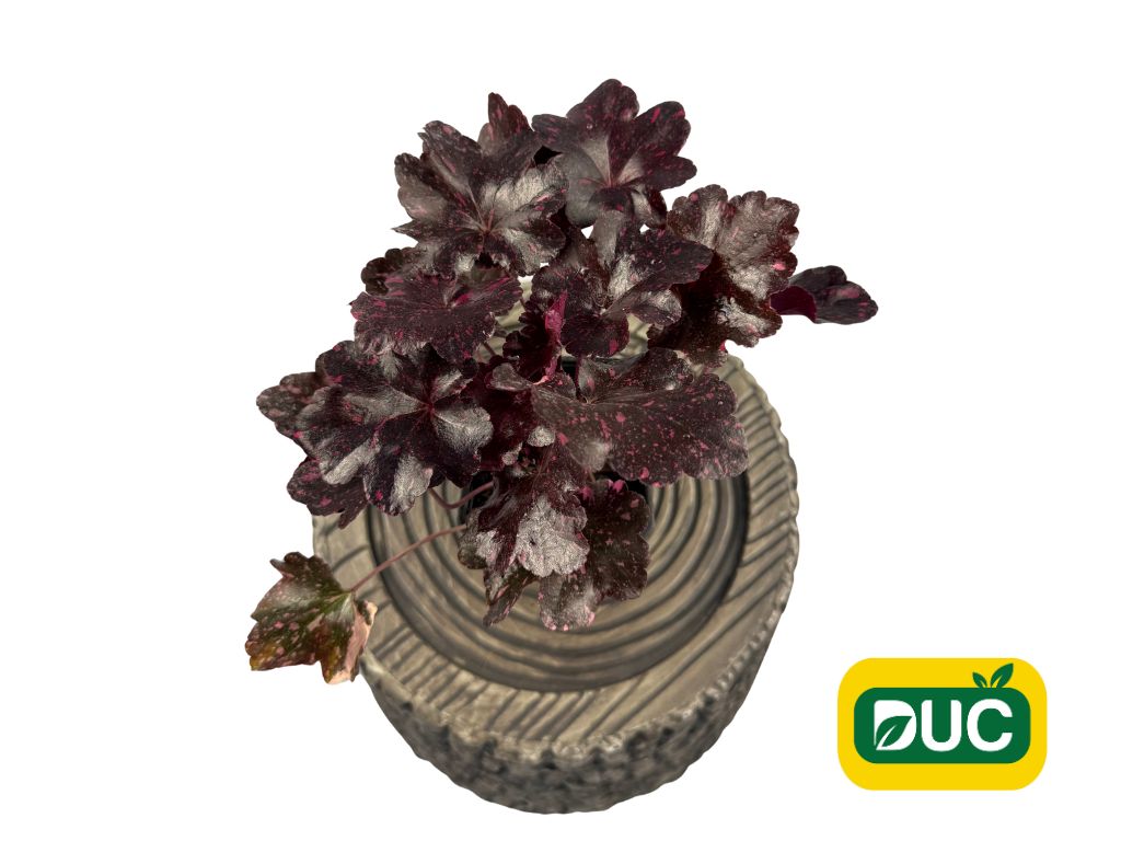 Trvalky Heuchera Midnight Rose Select(2)