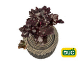 Trvalky Heuchera Midnight Rose Select(2)