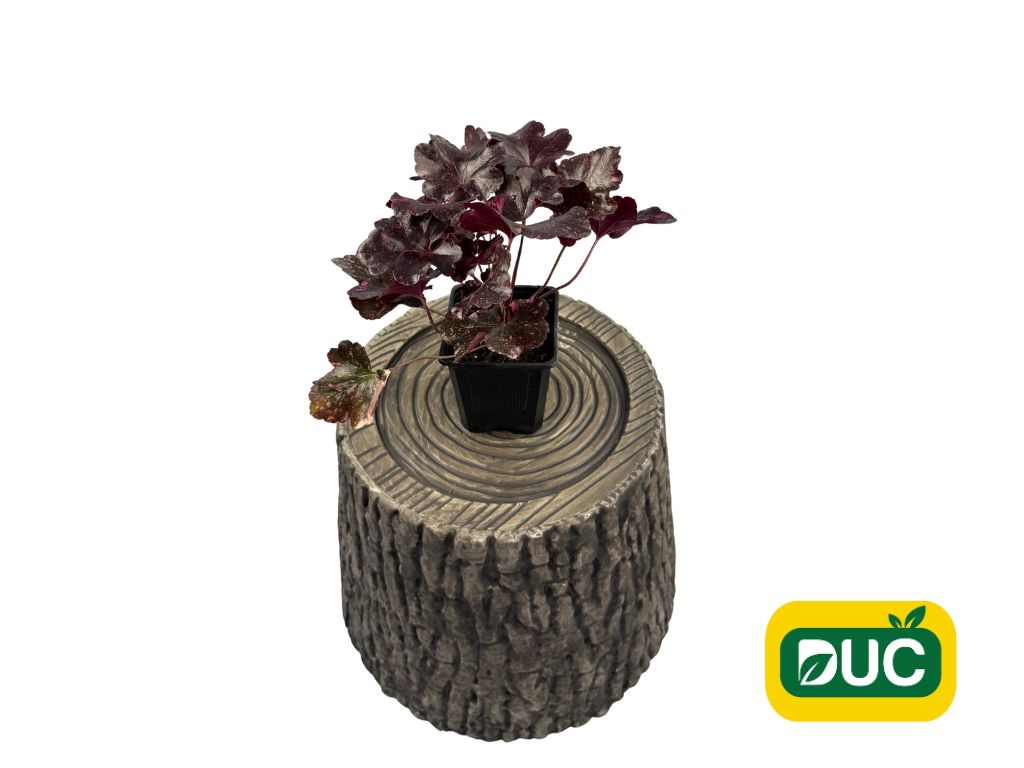 Trvalky Heuchera Midnight Rose Select(6)