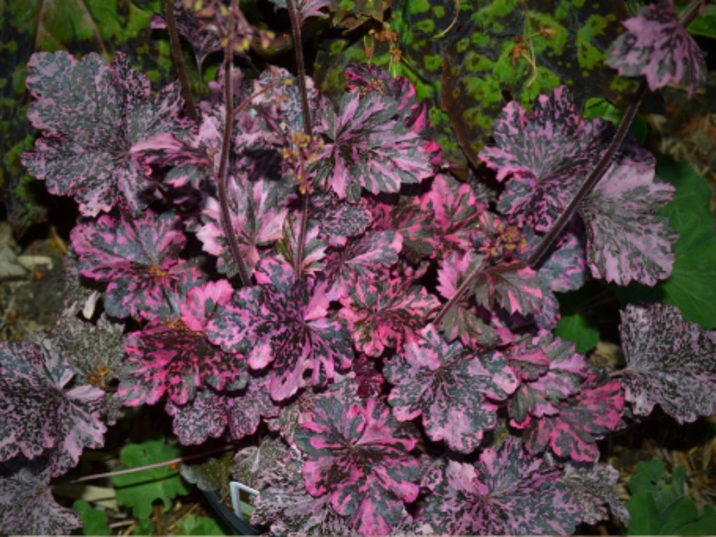 Trvalky Heuchera Midnight Rose Select(5)