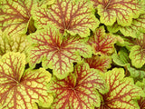 Trvalky Heuchera Red Lightning(1)