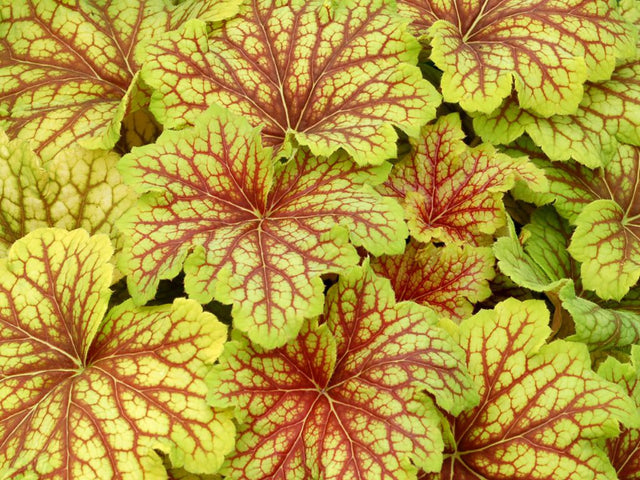 Trvalky Heuchera Red Lightning(1)