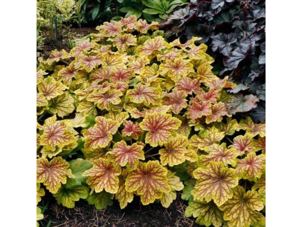 Trvalky Heuchera Red Lightning(3)