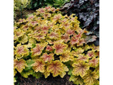 Trvalky Heuchera Red Lightning(3)