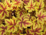 Trvalky Heucherella Gold Zebra (2)