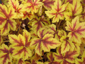 Trvalky Heucherella Gold Zebra (2)