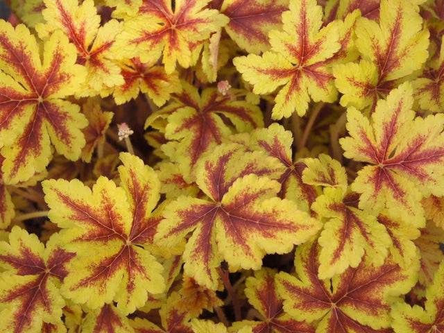 Trvalky Heucherella Gold Zebra (2)
