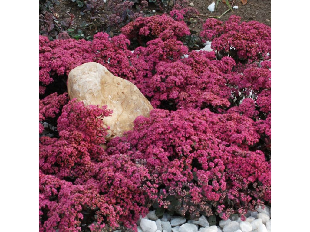 Trvalky Rozchodník hybridný SunSparkler Plum Dazzled(2)