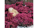 Trvalky Rozchodník hybridný SunSparkler Plum Dazzled(2)