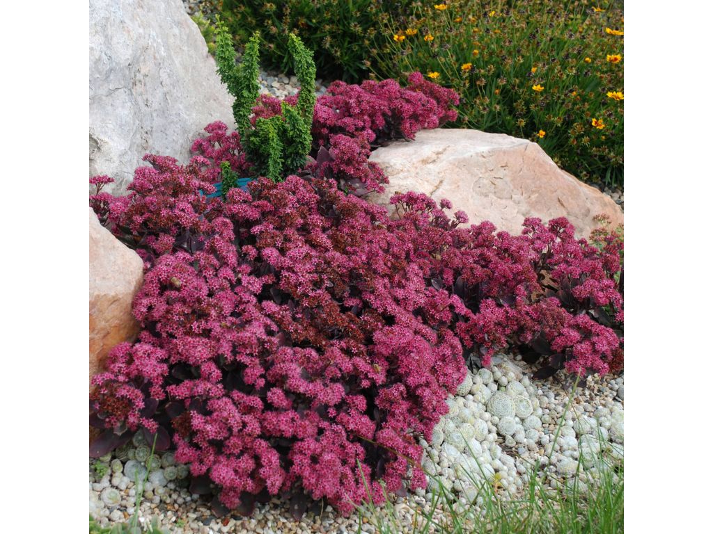 Trvalky Rozchodník hybridný SunSparkler Plum Dazzled(1)