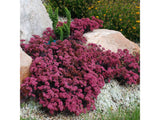 Trvalky Rozchodník hybridný SunSparkler Plum Dazzled(1)
