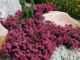 Trvalky Rozchodník hybridný SunSparkler Plum Dazzled