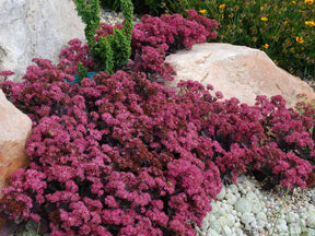 Trvalky Rozchodník hybridný SunSparkler Plum Dazzled