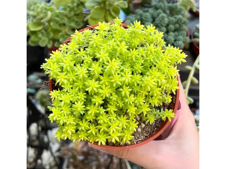 Trvalky Rozchodník Tokyo Sun (1)
