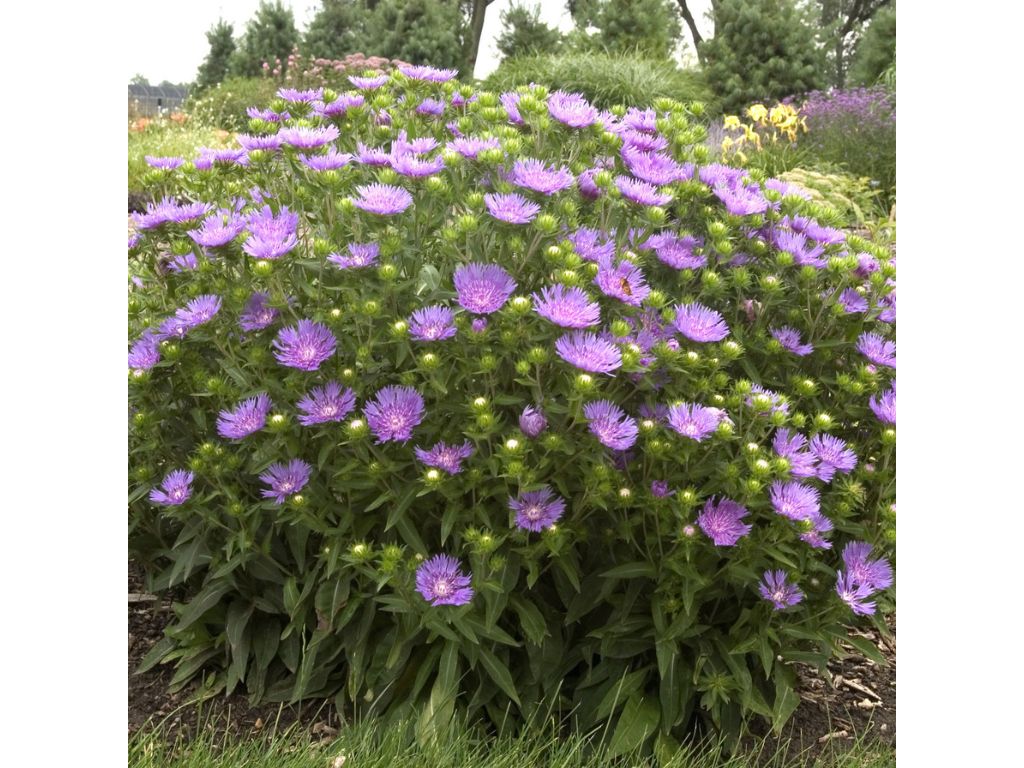 Stokésie hladká Peachies Pick, květináč 9 cm