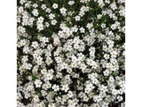 Trvalky Gypsomilka White(1)