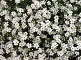 Trvalky Gypsomilka White
