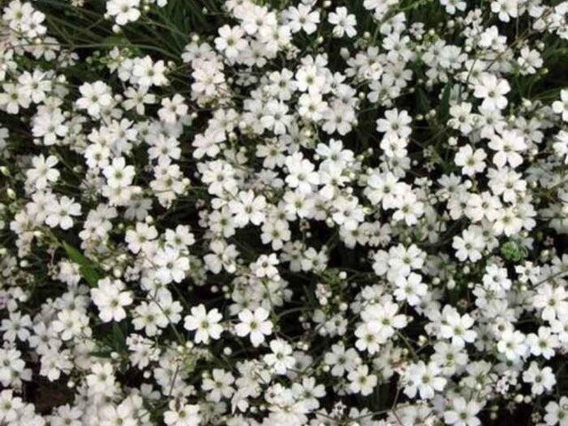 Trvalky Gypsomilka White