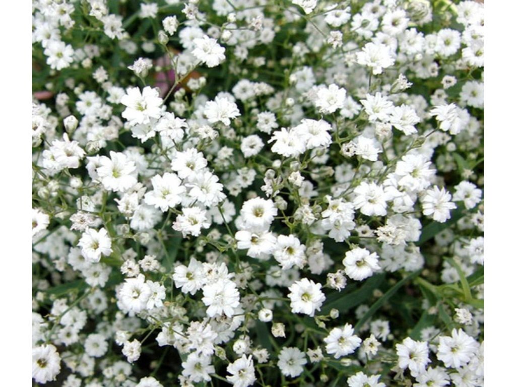 Trvalky Gypsomilka White(2)