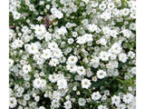 Trvalky Gypsomilka White(2)