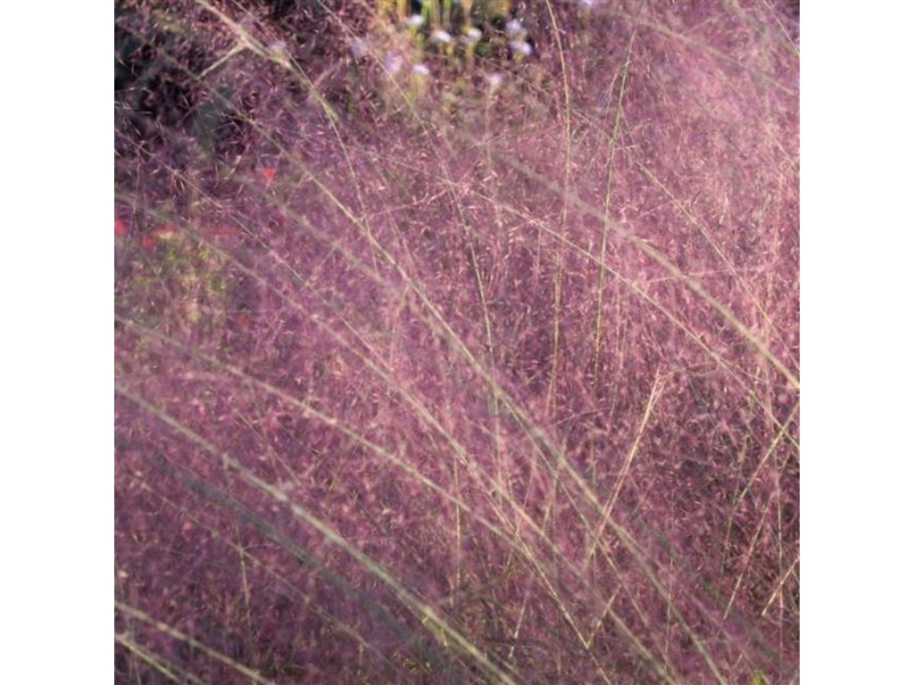 Okrasné trávy Muhlenbergia capillaris RubyMuhlenbergia capillaris Ruby(2)