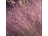 Okrasné trávy Muhlenbergia capillaris RubyMuhlenbergia capillaris Ruby(2)