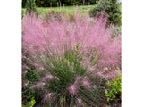 Okrasné trávy Muhlenbergia capillaris RubyMuhlenbergia capillaris Ruby(4)