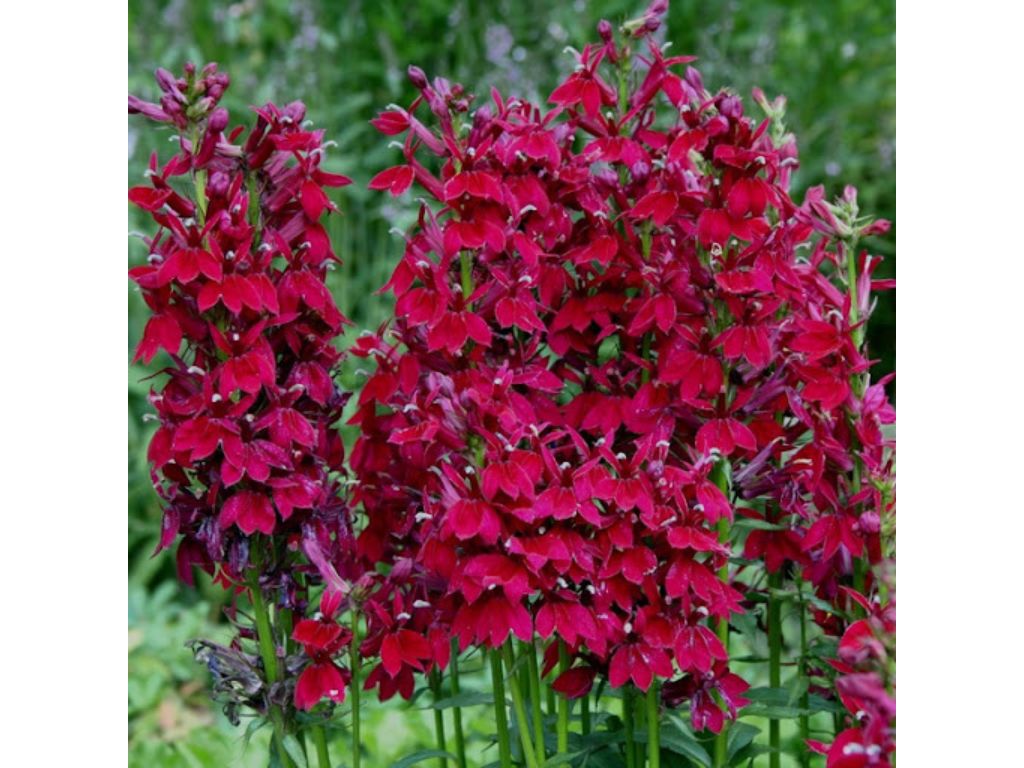 Trvalky Lobelka Fan Burgundy(1)