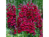 Trvalky Lobelka Fan Burgundy(1)